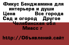 Фикус Бенджамина для интерьера и души › Цена ­ 2 900 - Все города Сад и огород » Другое   . Челябинская обл.,Миасс г.